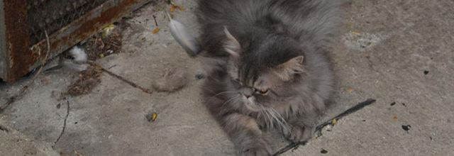 Les chats de ma voisine et poèmes