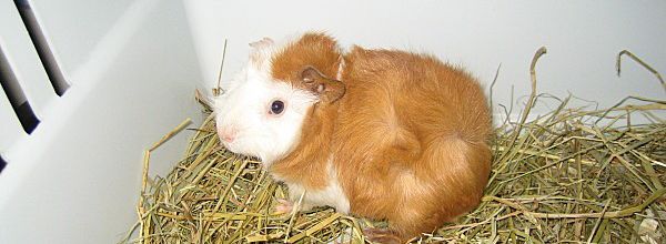 un hommage a notre petit CARAMEL