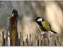 Mésange charbonnière - Parus major