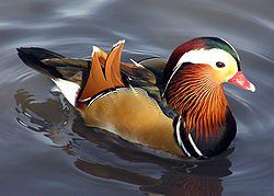Nos canards mandarins 24.09.2010