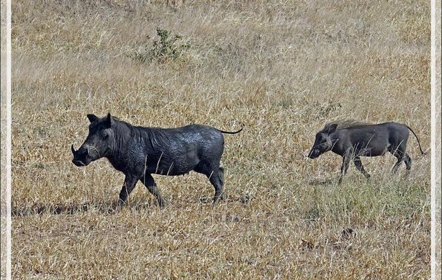 Phacochère commun, Common Warthog ( Phacochoerus africanus) - Safari terrestre - Parc National de Chobe - Botswana