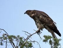 Bondrée apivore ♀ adulte