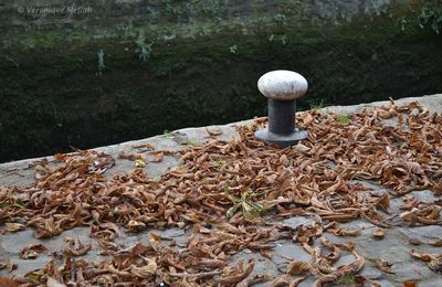La photo du weekend : L'automne