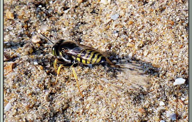 Abeille solitaire fouisseuse - La Couarde-sur-Mer - Ile de Ré - 17