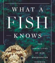 Free ebook book downloads What a Fish Knows: The Inner Lives of Our Underwater Cousins 9780374288211 DJVU PDF