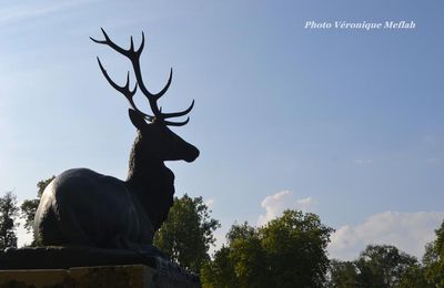 Domaine de Rambouillet : Les cerfs 