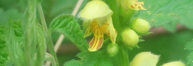 La jolie fleur du Lamier jaune 