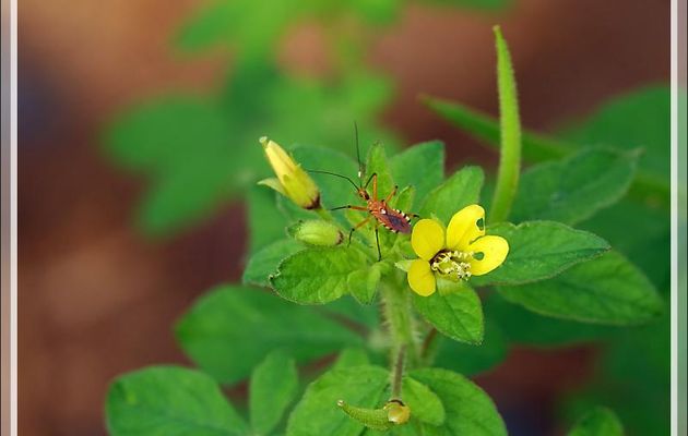 Punaise ! - Nosy Be - Madagascar