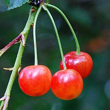 CERISES ACIDES OU AIGRES