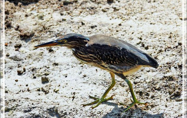 14/12/2021(suite) : l'après-midi de la seconde journée à Silhouette Island se poursuit entre observations d'oiseaux, promenade aux alentours de l'hôtel et baignades - Seychelles