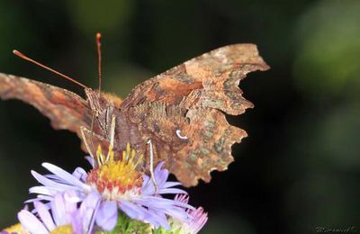  Papillon Robert-le-Diable (Polygonia c-album) sur fleur d'Aster