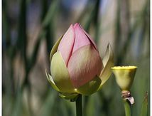 Lotus sacrés