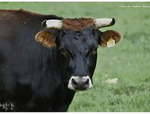 Voisinage en bonne entente