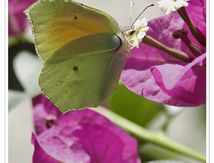 Le Citron de Provence (Gonepteryx cleopatra) - Pieridae