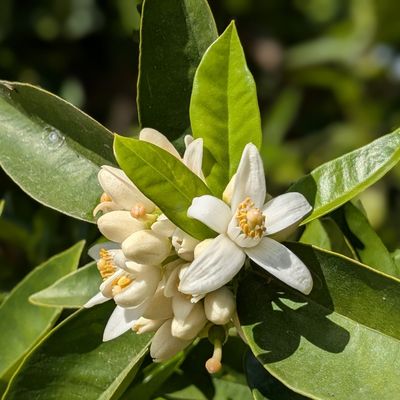 des fleurs à Altéa 