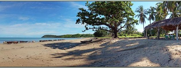 Zébus sur la plage : et puis s'en vont ... - Grande Mitsio - Madagascar