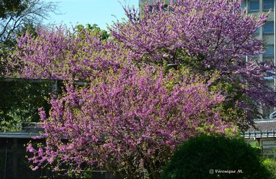 Jardin des Plantes : L'Arbre de Judée