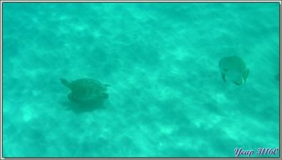 Tortue imbriquée accompagnée d'un Platax orbiculaire - Anse Takamaka - Mahé - Seychelles