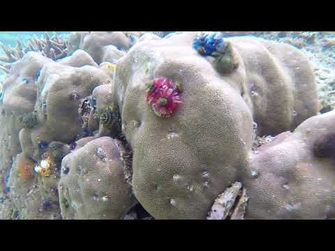 28 septembre 2022, matin : snorkeling à Triton Bay - Papua Barat - Papouasie - Indonésie