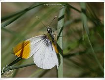 L'Aurore (Anthocharis cardamines) - Pieridae