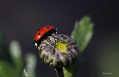 Sortie coccinelle au jardin