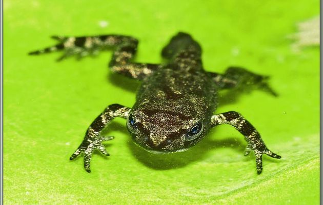 Têtard de crapaud commun en fin de métamorphose - Lartigau - Milhas - 31