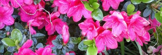  Azalées  en fleurs 