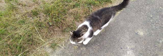 photos plaisir -  Miaou 