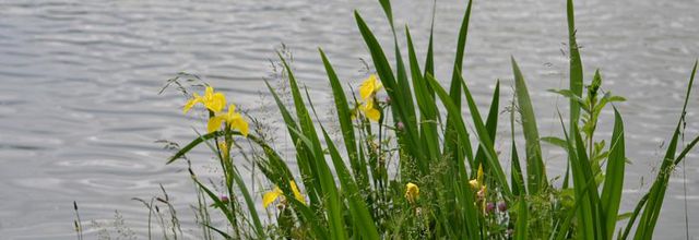 Lac Daumesnil : Iris des marais (Iris pseudacorus)