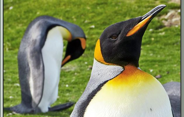 Dernier regard sur les Manchots Royaux avant de quitter Volunteer Point - Falkland Islands, Iles Malouines, Islas Malvinas