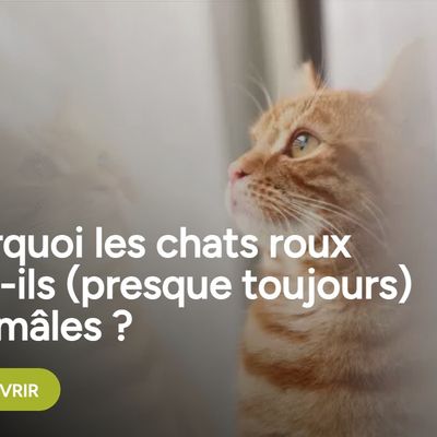 Le mystère des chats roux élucidé