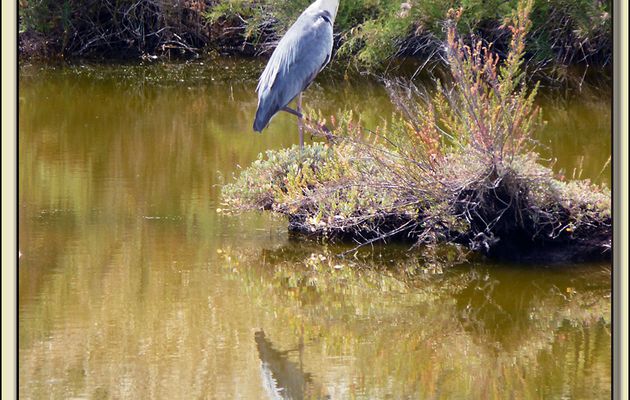 Héron cendré (Ardea cinerea) - Ars-en-Ré - Ile de Ré - 17