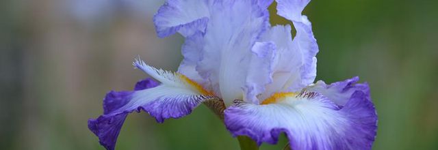 Parc floral de Paris :  Bon premier mai à tous