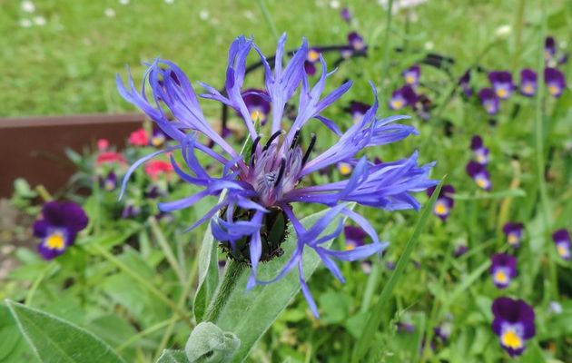 Des fleurs de la nature