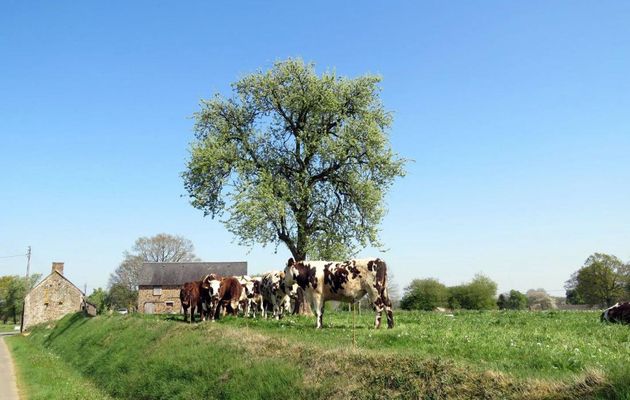 des vaches curieuses !