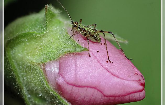 Photos avec lentille Raynox : Leptophye ou sauterelle ponctuée, Speckled bush-cricket (Leptophyes punctatissima) - Lartigau - Milhas - 31