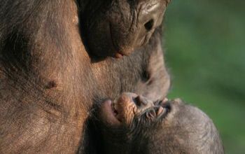 TENDRESSE