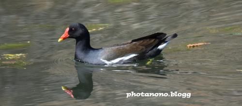 Gallinule poule-d'eau