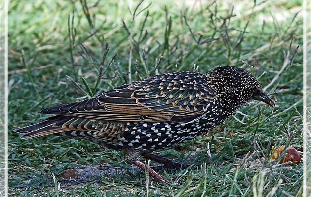Étourneau sansonnet, Common Starling (Sturnus vulgaris) - Camps Bay - Cape Town - Afrique du Sud