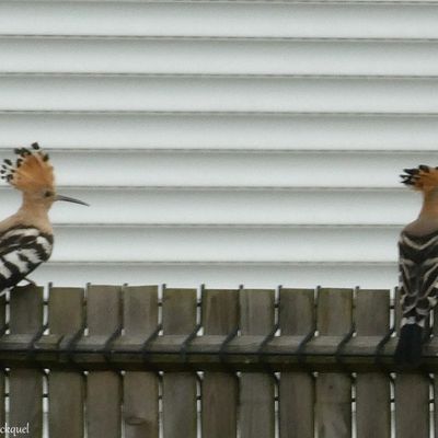 Ma photo préférée...