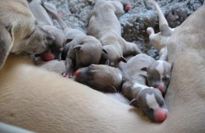 Naissance des Sélénides 2015