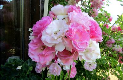 JE VIE DANS MES FLEURS 