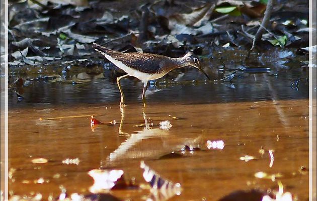Chevalier solitaire, Solitary Sandpiper (Tringa solitaria) - Inkaterra Hacienda Concepcion - Puerto Maldonado - Pérou