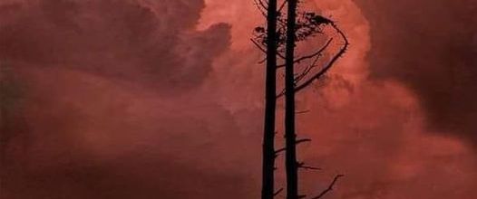 Un couple d'arbres...