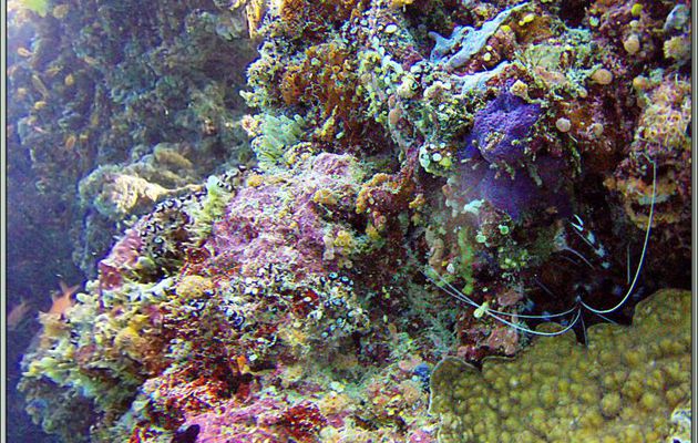 Grande crevette nettoyeuse (Stenopus hispidus) - Dega Thila - Atoll d'Ari - Maldives
