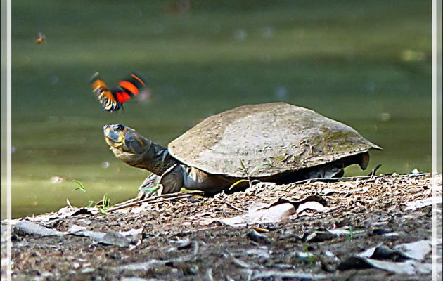 La tortue de l'Amazone à taches jaunes reçoit de la visite : guêpe et Papillon BD ou Cynosura Quatre-vingt-huit (Callicore cynosura) - Inkaterra Hacienda Concepcion - Puerto Maldonado - Pérou