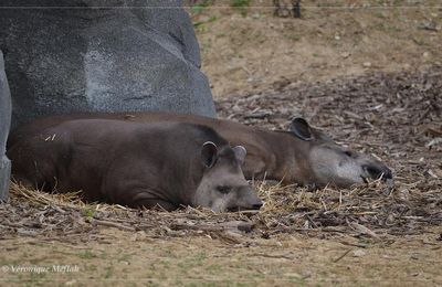 Parc Zoologique de Paris : Le tapir terrestre