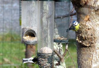 Mésanges au jardin 