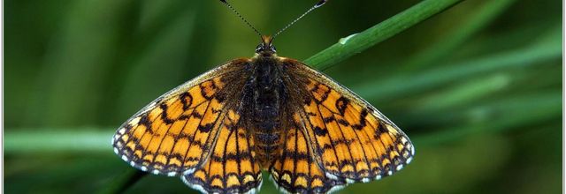 Mélitée des Centaurées (1) - Melitaea phoebe