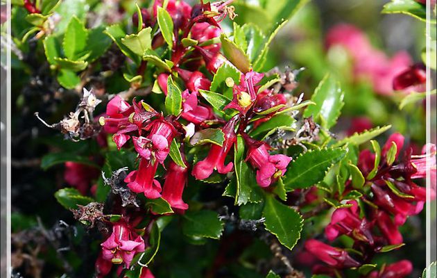 Escallonia rouge, Siete camisas colorado (Escallonia rubra) - Peninsula de Magallanes - Patagonie - Argentine